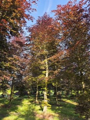 Afbeelding Rode beuk - Fagus sylvatica 'Atropunicea'