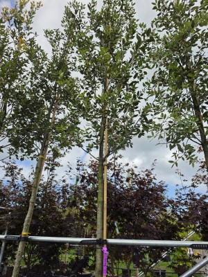 Afbeelding Steeneik hoogstamboom - Quercus ilex