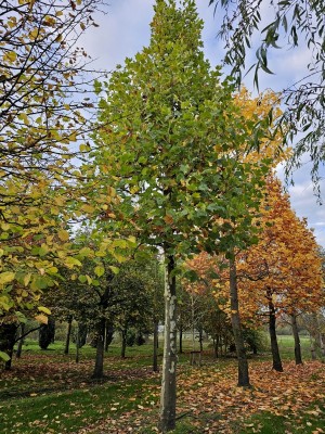 Afbeelding Plataan - Platanus x hispanica