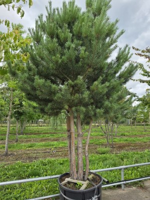 Afbeelding Grove den - Pinus sylvestris