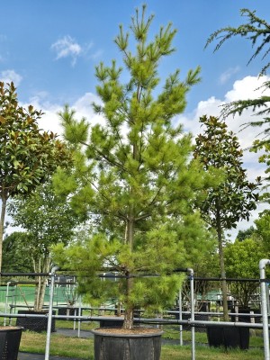 Afbeelding Weymouthden - Pinus strobus