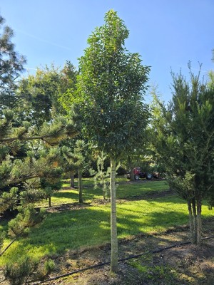 Afbeelding Portugese laurier - Prunus Lusitanica