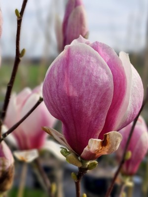 Afbeelding Purperkleurige Magnolia Lennei - Magnolia 'Lennei'
