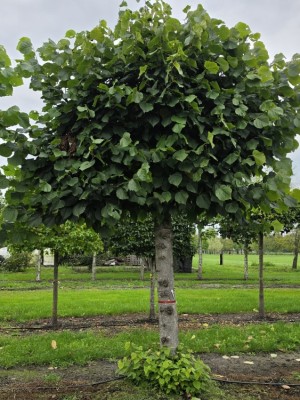 Afbeelding Leilinde - Tilia americana 'Nova'