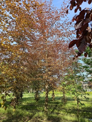 Afbeelding Rode beuk - Fagus sylvatica 'Atropunicea'