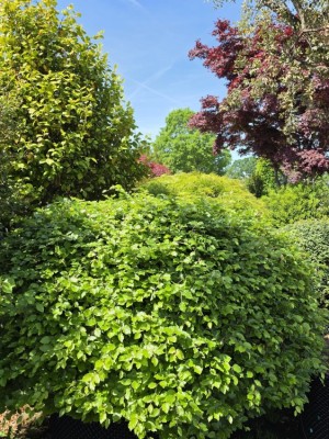 Afbeelding Groene beuk als bolvorm - Fagus sylvatica