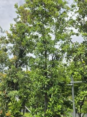 Afbeelding Steeneik - Quercus ilex