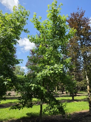 Afbeelding Amberboom - Liquidambar Styraciflua