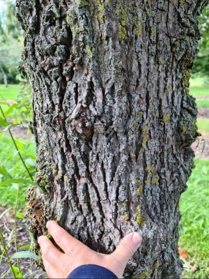 Afbeelding Knotwilg - Salix Alba
