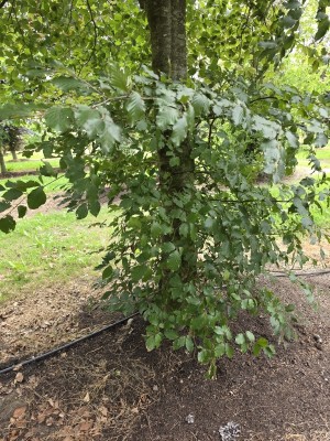 Afbeelding Rode of bruine beuk - Fagus sylvatica 'Atropunicea'