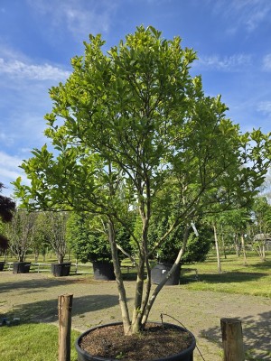 Afbeelding Magnolia 'Susan' - Magnolia 'Susan'