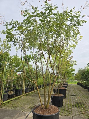 Afbeelding Chinese Vernisboom - Koelreuteria paniculata