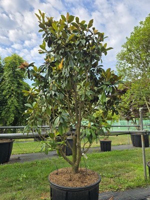 Afbeelding Groenblijvende Magnolia - Magnolia grandiflora 'Goliath'
