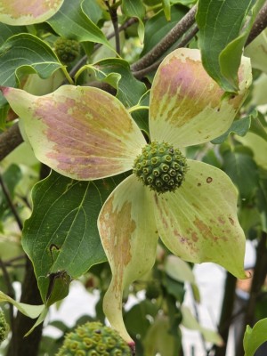 Afbeelding Japanse grootbloemige kornoelje - Cornus kousa 'Weisse Fontaine'