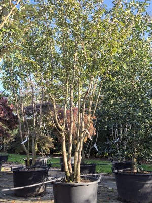 Afbeelding Sierkers 'Pandora' - Prunus 'Pandora'