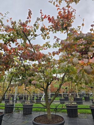 Afbeelding Persisches Eisenholz - Parrotia persica