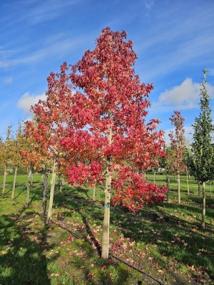 Afbeelding Amberboom met spectaculaire herfstkleuren. - Liquidambar styraciflua