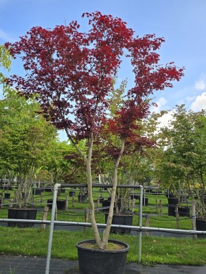 Afbeelding Japanse Esdoorn - Acer palmatum 'Skeeter's Broom'