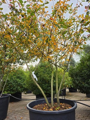 Afbeelding Felsenbirne - Amelanchier lamarckii