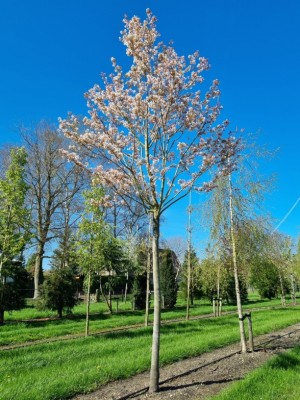 Afbeelding Johannisbeerbaum - Amelanchier arborea 'Robin Hill'
