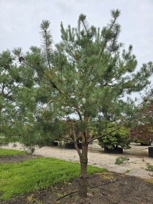 Afbeelding Grove Den - Pinus sylvestris