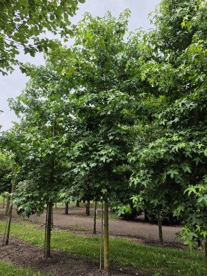 Afbeelding Amberbaum - Liquidambar styraciflua