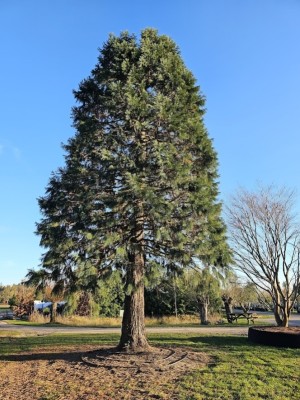 Afbeelding Mammoetboom, - Sequoiadendron giganteum