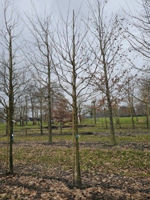 Afbeelding Storaxboom - Styrax japonicus