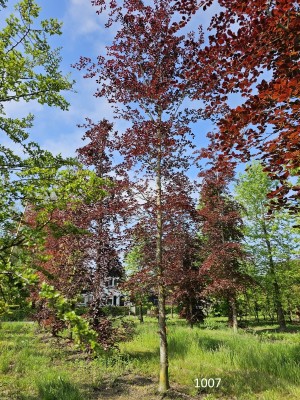 Afbeelding Rotbuche - Fagus sylvatica 'Atropunicea'