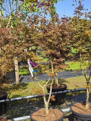 Afbeelding Japanse Esdoorn - Acer palmatum 'Trompenburg'