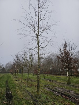 Afbeelding Rotbuche als Solitär - Fagus sylvatica 'Atropunicea'