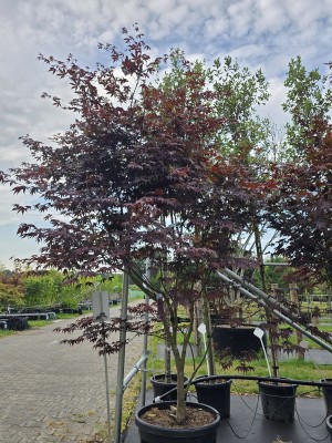 Afbeelding Japanse Esdoorn - Acer palmatum 'Bloodgood'