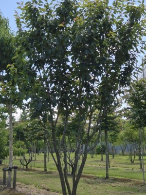 Afbeelding Japanse sierkers - Prunus serrulata 'Kanzan'