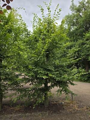 Afbeelding Haagbeuk speelboom voor de kleintjes - Carpinus betulus
