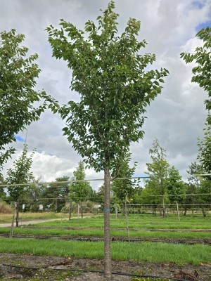 Afbeelding Japanische Zierkirsche - Prunus 'Sunset Boulevard'
