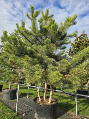Afbeelding Meerstammige Oostenrijkse Den - Pinus nigra 'Nigra'
