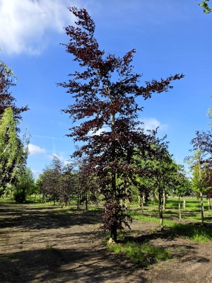 Afbeelding Rode Beuk - Fagus sylvatica 'Atropunicea'