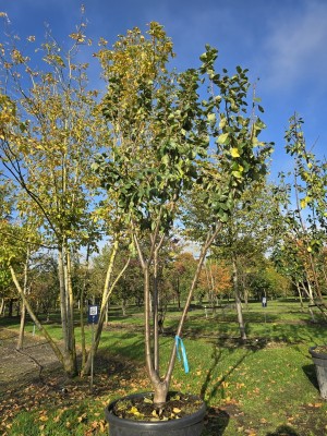 Afbeelding Meerstammige VICTORIA PRUIM - Prunus domestica 'Reine Victoria'