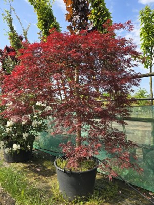 Afbeelding Japanse esdoorn - Acer palmatum 'Garnet'