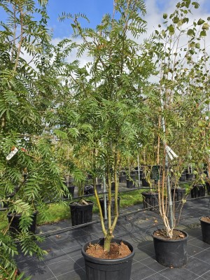 Afbeelding Lijsterbes 'Dodong' - Sorbus 'Dodong'