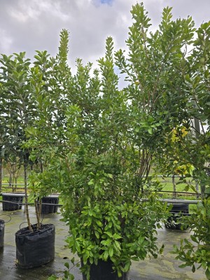 Afbeelding Amerikaanse wasgagel - Myrica pensylvanica