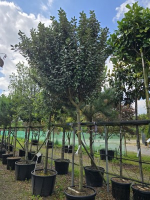 Afbeelding Ölweide - Elaeagnus ebbingei 'Compacta'