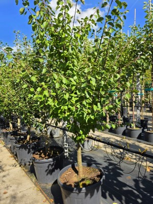 Afbeelding Opal-Pflaume - Prunus domestica 'Opal'