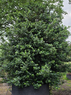 Afbeelding Blauer Ilex als großer Solitär - Ilex x meserveae 'Blue Prince'