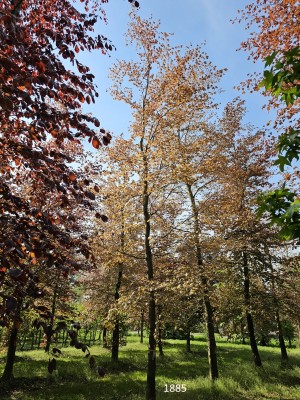 Afbeelding Rode beuk - Fagus sylvatica 'Atropunicea'