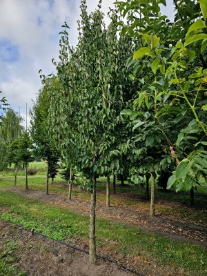 Afbeelding Gelber Hartriegel - Cornus mas