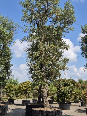 Afbeelding Kurkeik - Quercus Suber
