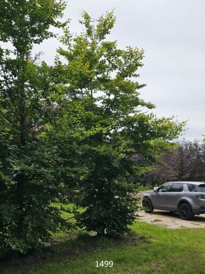 Afbeelding Groene Beuk - Fagus sylvatica