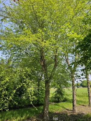 Afbeelding Zwarte berk - betula nigra