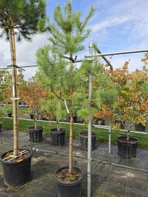 Afbeelding Grove Den - Pinus sylvestris